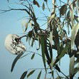Dianne Tanzer Gallery & Projects - New South Wales Tourism  1
