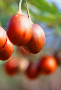  New South Wales Tourism 