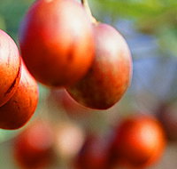 Tropical Fruit World - New South Wales Tourism 