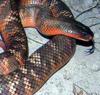 Armadale Reptile  Wildlife Centre - New South Wales Tourism 