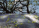 Hawthorn Studio & Gallery - New South Wales Tourism  3