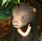 Perth Zoo - New South Wales Tourism 