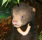 Perth Zoo - New South Wales Tourism  0