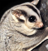 Perth Zoo - New South Wales Tourism  3