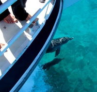 Pelican Charters - New South Wales Tourism 