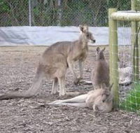 Jirrahlinga Koala  Wildlife Sanctuary - New South Wales Tourism 