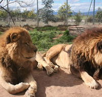 Mansfield Zoo - New South Wales Tourism 