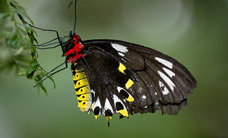 Melbourne Zoo - New South Wales Tourism  2