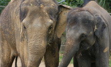 Melbourne Zoo - New South Wales Tourism  3