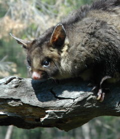 Moonlit Sanctuary Wildlife Conservation Park - New South Wales Tourism  0