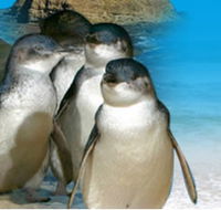 Phillip Island Penguin Parade - New South Wales Tourism 