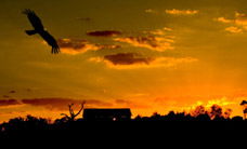 Werribee Open Range Zoo - New South Wales Tourism  1