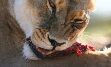 Werribee Open Range Zoo - New South Wales Tourism  2
