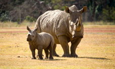 Werribee Open Range Zoo - New South Wales Tourism  3