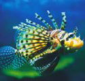 Underwater World - New South Wales Tourism 