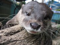 Underwater World - New South Wales Tourism  1