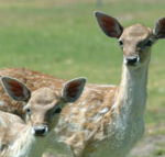 Marapana Wildlife Park - New South Wales Tourism 