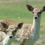 Marapana Wildlife Park - New South Wales Tourism  0