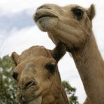 Marapana Wildlife Park - New South Wales Tourism  3