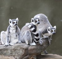 Adelaide Zoo - New South Wales Tourism 