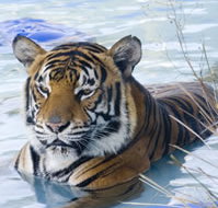 Zoo Doo Wildlife Park - New South Wales Tourism 