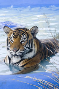 Zoo Doo Wildlife Park - New South Wales Tourism  0