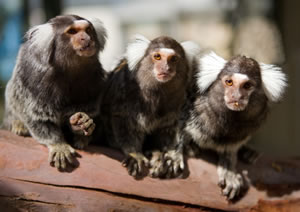 Zoo Doo Wildlife Park - New South Wales Tourism  1
