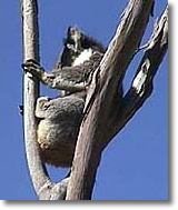 OZe Wildlife - New South Wales Tourism  2