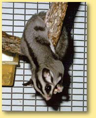 OZe Wildlife - New South Wales Tourism  3