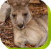 Calmsley Hill City Farm - New South Wales Tourism 