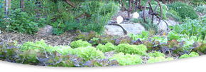Calmsley Hill City Farm - New South Wales Tourism  1