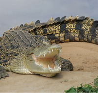 Dundee's Wildlife Park - New South Wales Tourism 