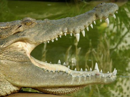 Dundee's Wildlife Park - New South Wales Tourism  1