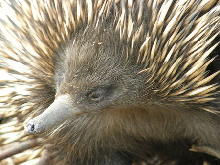 Dundee's Wildlife Park - New South Wales Tourism  3