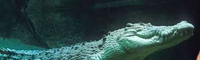 Territory Wildlife Park - New South Wales Tourism  3