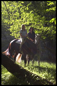 Glenworth Valley Horseriding - New South Wales Tourism  2