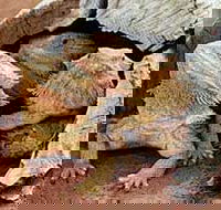 Alice Springs Reptile Centre - New South Wales Tourism 