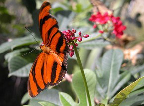 Butterfly Farm - New South Wales Tourism  0
