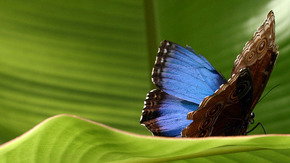 Butterfly Farm - New South Wales Tourism  3