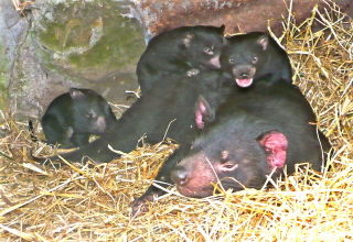 Bicheno TAS New South Wales Tourism 