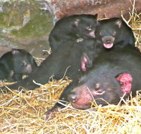 East Coast Natureworld - New South Wales Tourism 