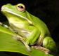 The Rainforest Habitat - New South Wales Tourism 