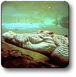 Kakadu National Park - New South Wales Tourism  1