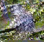 Koala Conservation Centre - New South Wales Tourism 