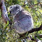 Koala Conservation Centre - New South Wales Tourism  0