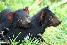 Taranna TAS New South Wales Tourism 