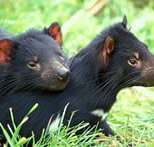 Great Oak Holdings Pty Ltd - New South Wales Tourism 