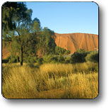 Uluru - Kata Tjuta National Park - New South Wales Tourism  0