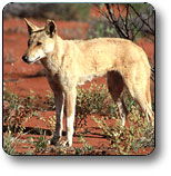 Uluru - Kata Tjuta National Park - New South Wales Tourism  3