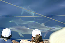 Temptation Sailing - New South Wales Tourism  2